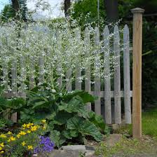 Image result for Crambe