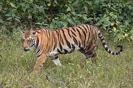 National animal malayan tiger (panthera tigris jacksoni). Tiger Wikipedia