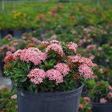 Image result for Ixora nana