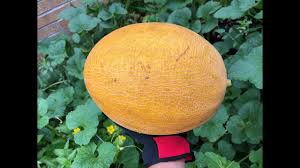 Summer Kiss Melon, 1 Ct - Kroger