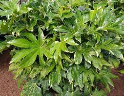 Plants bloom on old growth. Fatsia Japonica Shrub Care Growing Tips Horticulture Co Uk