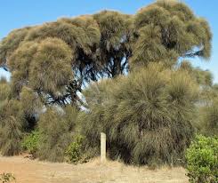 Image result for Casuarina verticillata