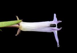 Image result for Lobelia flaccida