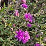 Image result for Erlangea