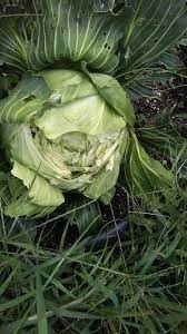 Bonnie Hybrid Cabbage Bonnie Plants