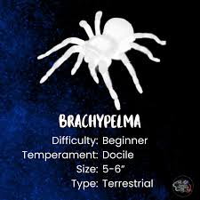 Image result for Emilia brachycephala