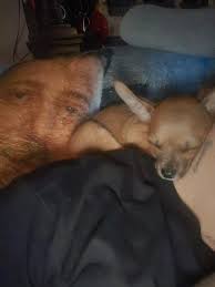 Does your dog sleep like a human?