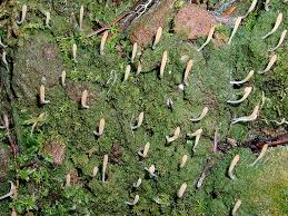 Image result for Multiclavula mucida