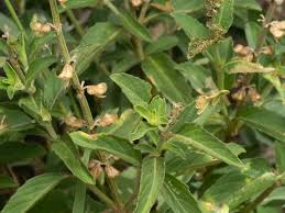 Image result for Ocimum filamentosum