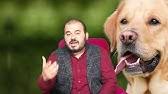 Ruyada Beyaz Kopek Gormek Youtube