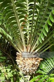 Image result for Zamiaceae