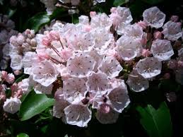 Mt Laurel Detail Kalmia Latifolia Pretty Plants Mountain Laurel