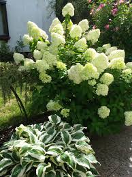 Mein Schonster Strauch Vegetables Cauliflower