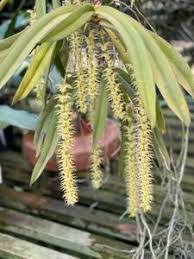 Image result for Diaphananthe fragrantissima