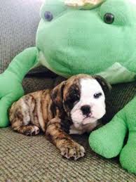 English bulldog puppies british bulldog baby puppies dogs and puppies terrier puppies corgi puppies boston terriers pet dogs dog cat. Cute Akc Blue English Bulldog Puppies For Sale In Bakersfield California Classified Americanlisted Com