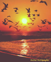 Sunset Birds Flying In The Sky Painting A Magical Sunset On The Beach With Flying Birds Birds Flying Sunset Beach Wallpaper