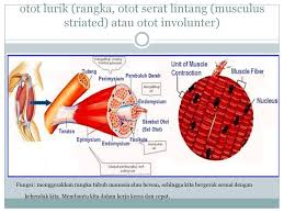 Otot Lurik Rangka Otot Serat Lintang Musculus Striated Atau Otot Involunter Fungsi Menggerakkan Rangka Tubuh Manusia Atau Hewan Sehingga Kita Bergerak Ppt Download