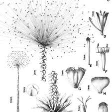 Image result for Syngonanthus longibracteatus