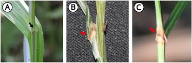 Image result for Scleria pooides