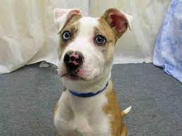 Marcus Butterfly Nose Available At Animal Friends In Pittsburgh Animals Friends Animals Pets