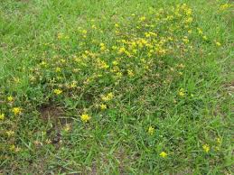 Image result for Lotononis laxa