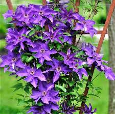 Image result for Clematis costata