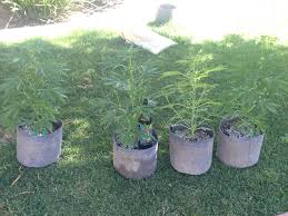 Check spelling or type a new query. Outdoor Autoflower Grow Reversing For Fem Seeds Pics Grow Journals Indoor Strain Hunters Forum
