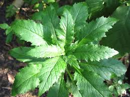 Resultado de imagen para epazote