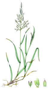 Image result for Holcus