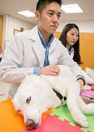 Unfortunately, heart murmurs are relatively common in dogs, and often a pet parent doesn't realize there's a problem until while puppies can have innocent murmurs (temporary murmurs that occur as the body grows), virtually all murmurs in heart murmurs are graded based on their loudness Heart Murmurs In Puppies Veterinary Medicine At Illinois