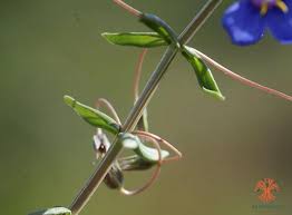 Image result for Lysimachia monelli