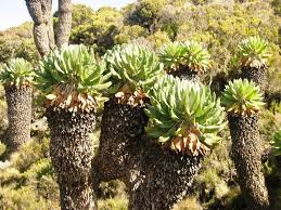 Image result for Crambe kilimandscharica