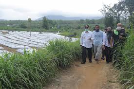 Sejumlah petani memperlihatkan contoh tanaman porang kepada warga di sugino, petani dari kecamatan girimarto, kabupaten wonogiri mengungkapkan, tanaman porang. Pertumbuhan Ekonomi Babel Di Atas Provinsi Lain Provinsi Kepulauan Bangka Belitung