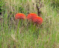 Image result for Ixora mildbraedii