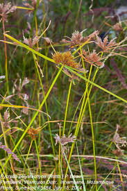 Image result for Pycreus polystachyos