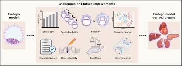 Toward developing human organs via embryo models and chimeras: Cell