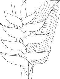Various Type Of Flower Coloring Pages Free Coloring Sheets Heliconia Flower Flower Coloring Pages Flower Drawing