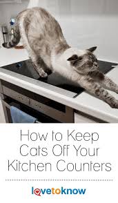 Aside from the fact that you don't want your cat to share from your charcuterie board while your back is turned, it's important to keep bacteria and germs away from your food prep areas. How To Keep Cats Off Your Kitchen Counters Lovetoknow Cat Training Training A Kitten Cats