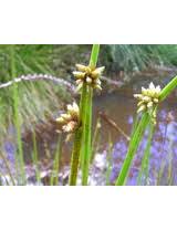 Image result for Schoenoplectiella mucronata