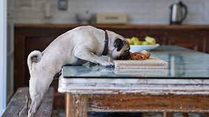 After adopting animals that had been dropped off at my property i thought it was easy to buy cheap dogfood to keep them all nourished. New Fda Warning Cautions Against Grain Free Dog Food The Atlantic
