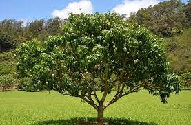 We did not find results for: Pohon Buah Mangga Morfologi Tanaman Dan Peluang Agrobisnis Mangga