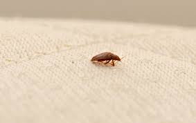 Bed bugs leave behind their saliva which. Bed Bug Identification Bed Bugs In Dfw Las Vegas Mesquite Nv