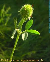Image result for Trifolium spumosum