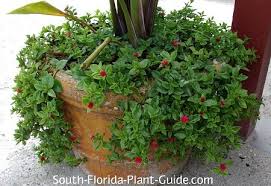 It should not sit on the water, and an excess amount of water should be avoided. Baby Sun Rose Aptenia Cordifolia