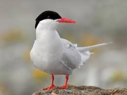 Image result for Tridactyle stevartiana