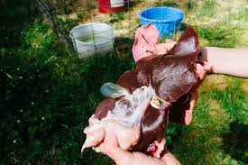 Jesse's Visual Interviews: Kyle Souder