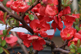It can be grown as either a shrub or small tree and is often used in groupings, containers, hedges and screens. Texas Scarlet Flowering Quince Chaenomeles Speciosa Texas Scarlet Piala S Nursery Garden Shop