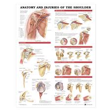 Anatomy And Injuries Of The Shoulder Anatomical Chart