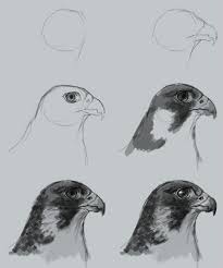 How To Draw Falcon Bird Drawings Animal Drawings Drawings