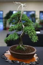 Or book now at one of our other 4506 great restaurants in portland. Bonsai Society Of Portland Annual Fall Show Photos Oregonlive Com